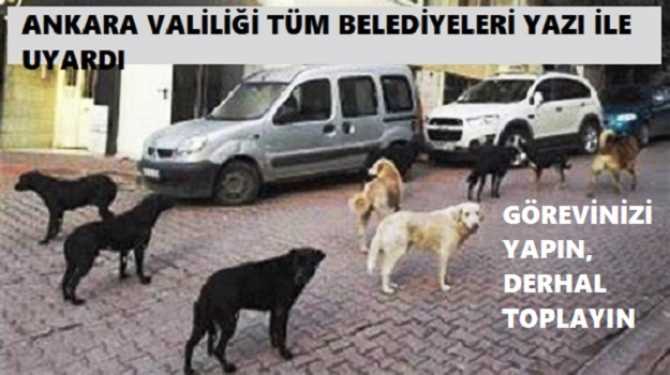 HABER SİTEMİZİN ÇAĞRISI YERİNİ BULDU.. ANKARA VALİLİĞİ BÜYÜKŞEHİR ve İLÇE BELEDİYELERİNE YAZI YAZIP; 