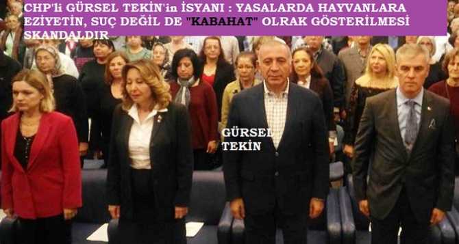 CHP'Lİ GÜRSEL TEKİN: 