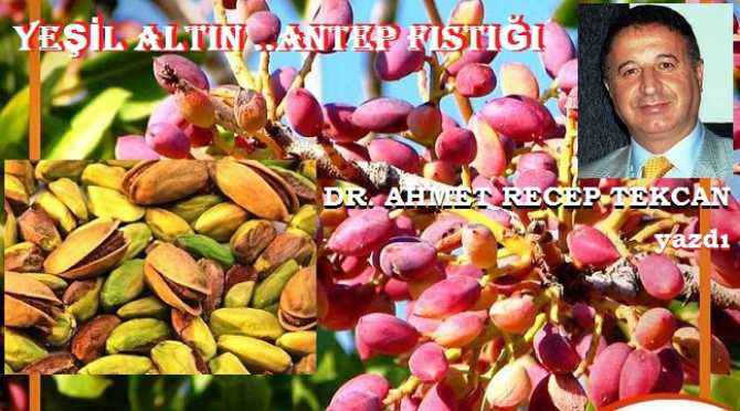  Dr. Ahmet Recep Tekcan, “Yeşil altın” ANTEP Fıstığını yazdı