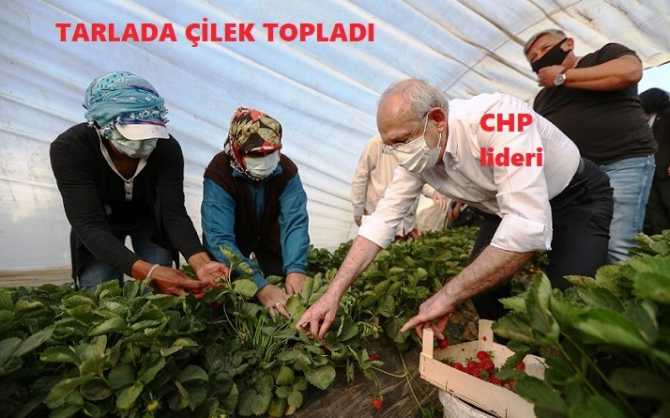 Kılıçdaroğlu, tarlada kadınlarla birlikte Çilek toplayıp, kahvaltı yaptı