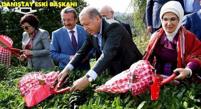 KAMU GÖREVLİLERİ ETİK KURULUNA; Çay toplayan Danıştay Başkanı, Erdoğan'ı öpmeye çalışan Dekan ve birçok AKP'lileri atadılar