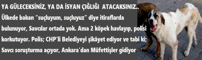 GEL DE GÜLME?.. Ülkede bakan “suçluyum, suçluyuz” diye itiraflarda bulunuyor, Savcılar ortada yok. Ama 2 köpek havlayıp, polisi korkutuyor. Polis; CHP’li Belediyeyi şikâyet ediyor ve tabi ki; Savcı soruşturma açıyor, Ankara’dan Müfettişler gidiyor.  