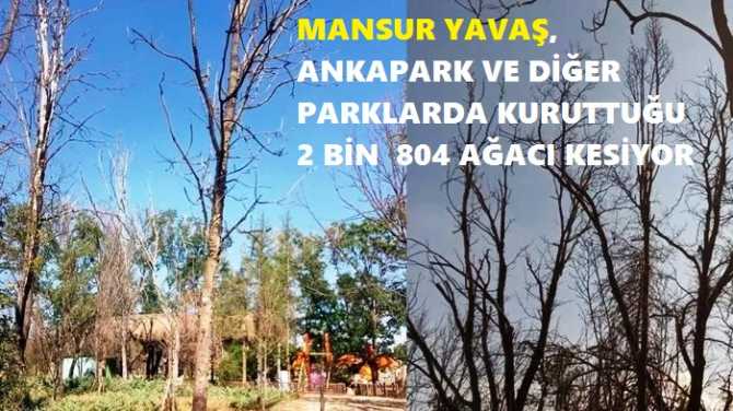 AĞAÇ VE YEŞİL KATİLİ MANSUR..  MANSUR YAVAŞ, ANKAPARK VE DİĞER PARKLARDA KURUTTUĞU    2 BİN  804 AĞACI KESİYOR