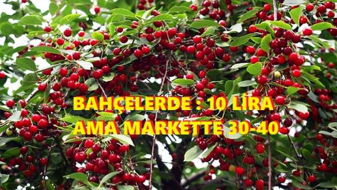 KİMSE YOK MU? BU ÜLKE SAHİPSİZ Mİ? FIRSATÇILAR CİRİT ATIYOR.. KİRAZ BAHÇEDE 10 LİRA, MARKETLERDE; 30-40 LİRA