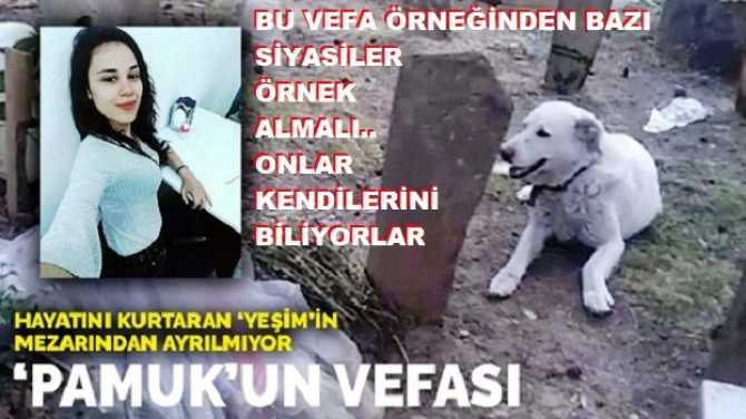 HAYATINI KURTARAN SAHİBİNİN MEZARINDAN AYRILMAYAN PAMUK KÖPEK'in, VEFASINDAN BAZI SİYASİLER DERS ALIR MI? ONLAR KENDİLERİNİ BİLİYOR