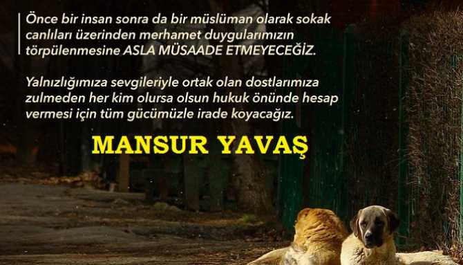 Mansur Yavaş, Hayvan katillerinin peşini bırakmıyor.. Köpek katliamı davasında Belediye müdahil oldu