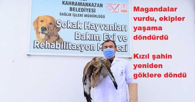 Vicdansız Avcıların vurup, yaraladığı Şahini, Kahramankazan Belediyesi ekipleri, tedavi edip, uçurdular